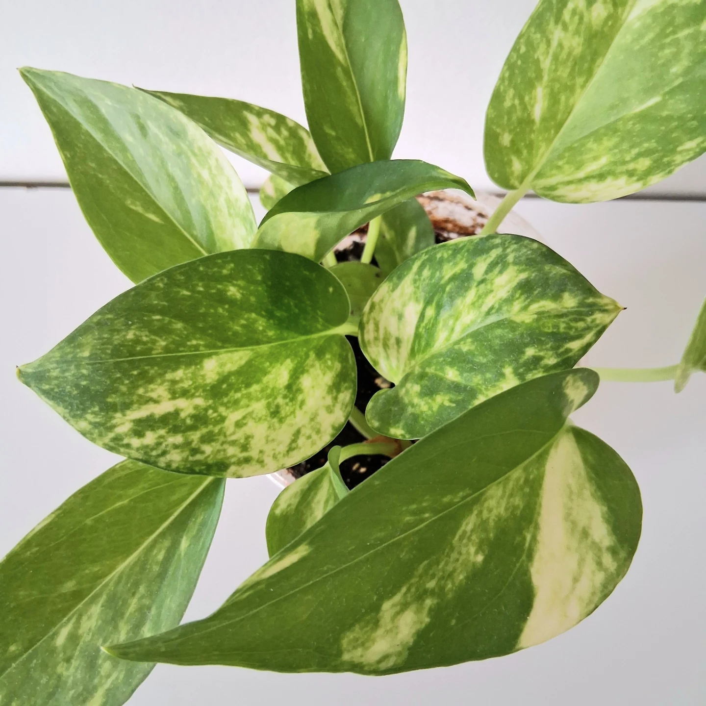 🌱 Golden Pothos 🌻