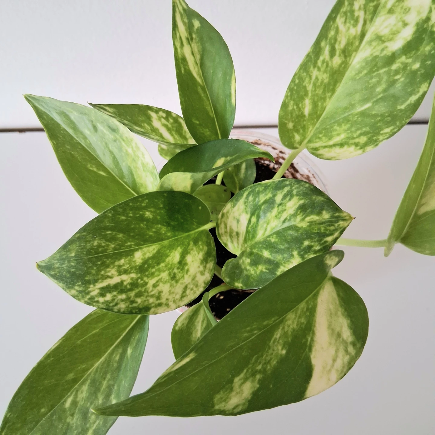 🌱 Golden Pothos 🌻 - photo 2