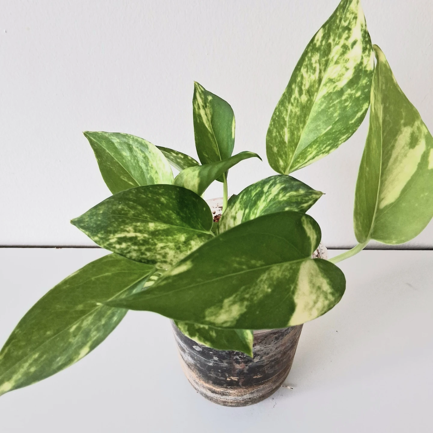 🌱 Golden Pothos 🌻 - photo 3