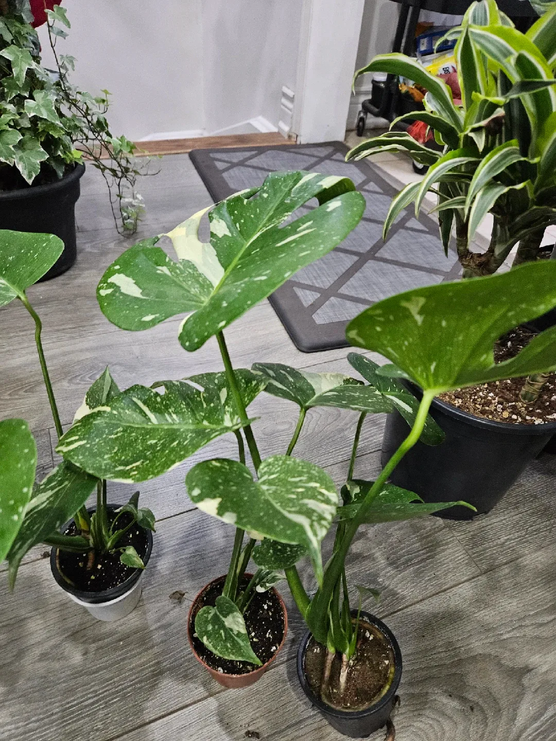 Monstera Plant image indicator(5)