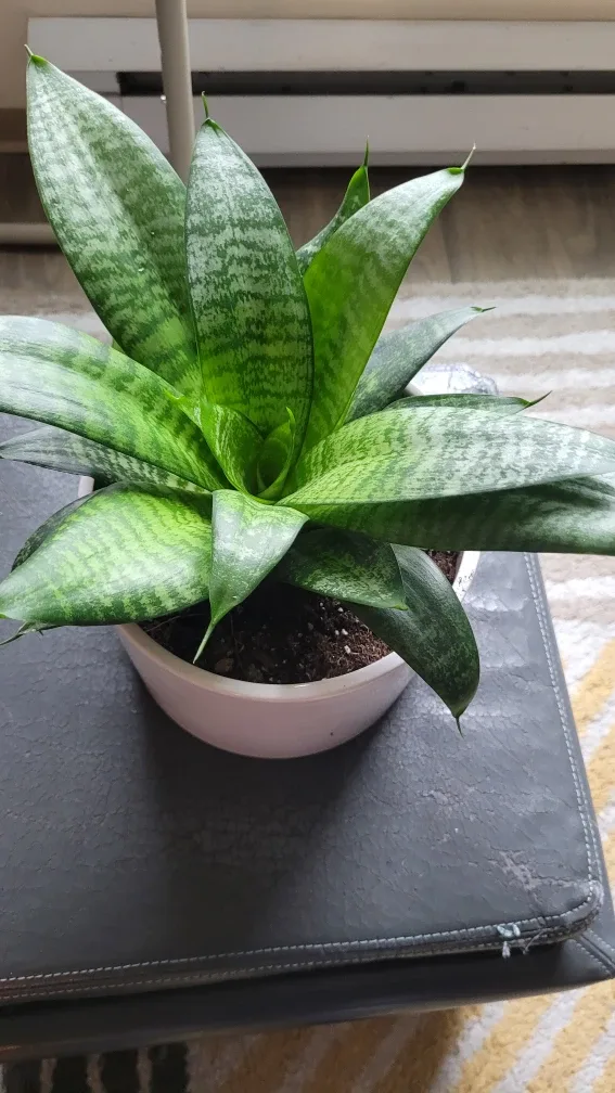 Snake Plant in White Pot