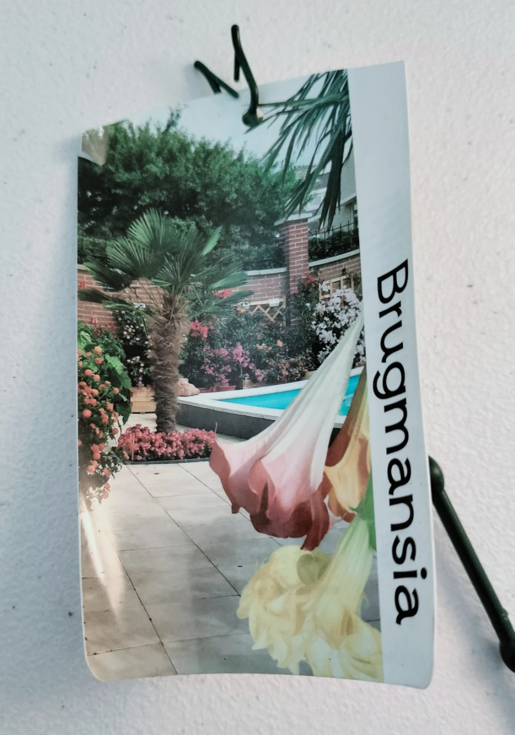 Brugmansia Plant - Angel Trumpet Plant - photo 2