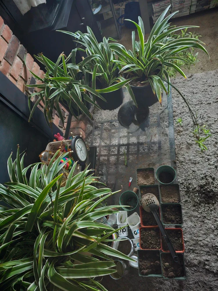 Steel coffee table  2.5'x3.5' image indicator(4)