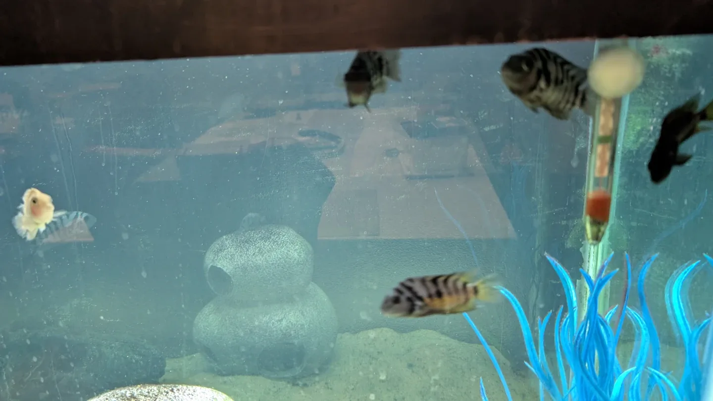 African Convict Cichlids fish image indicator(4)