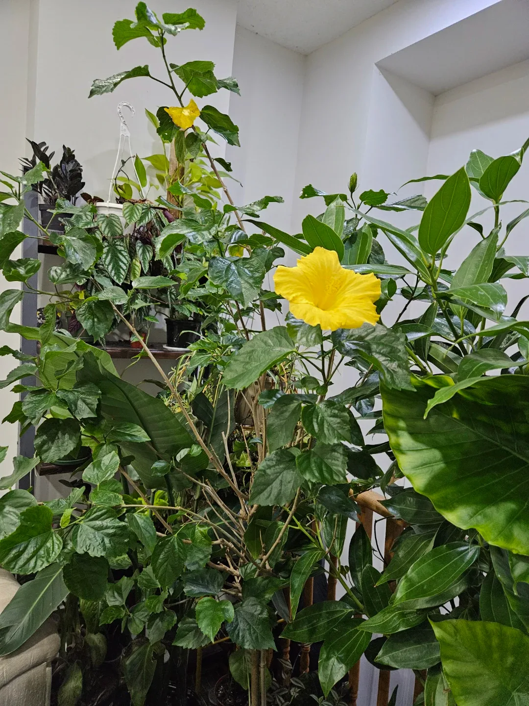 Hibiscus Plant with Yellow Flowers thumbnail