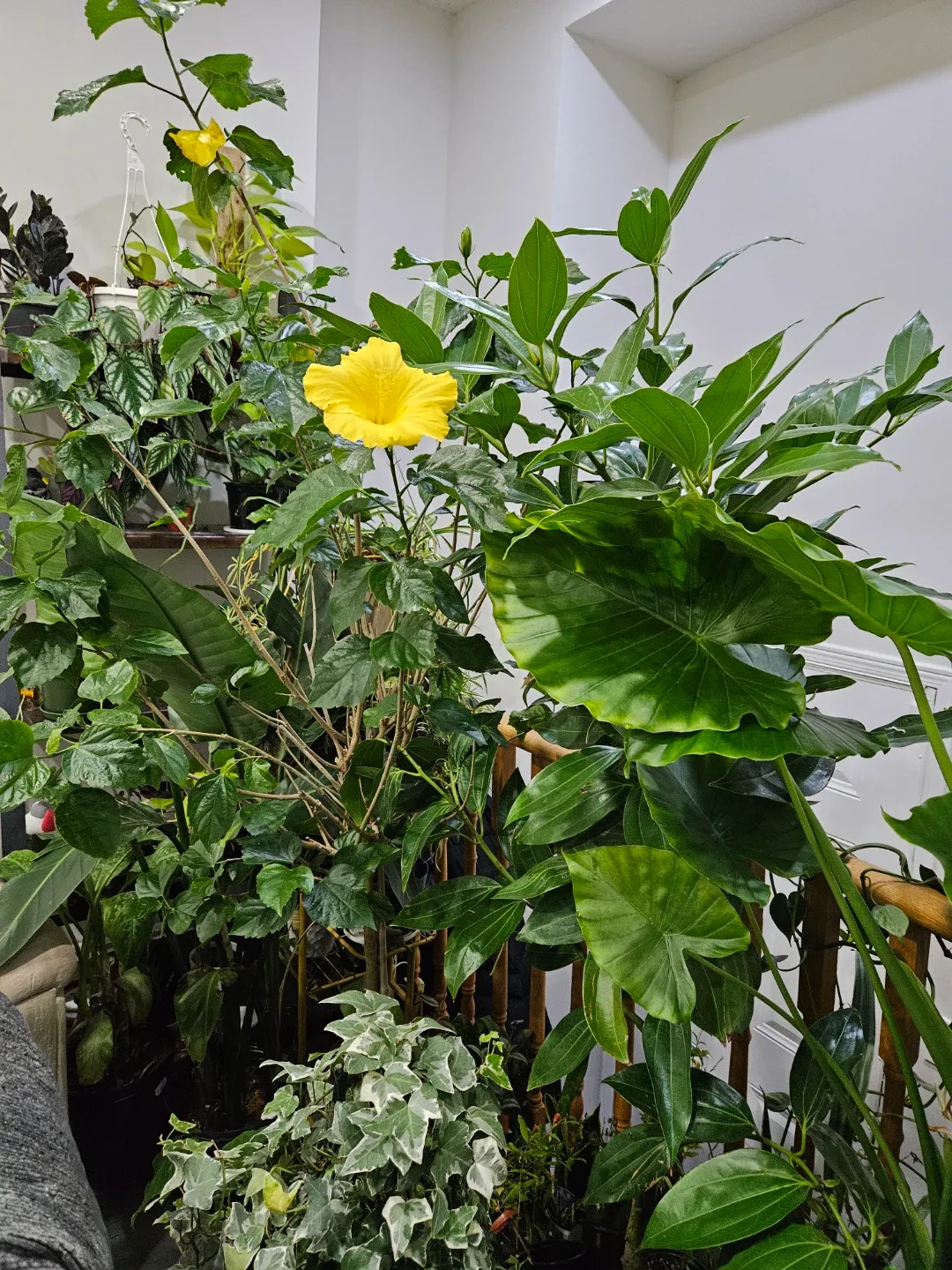 Hibiscus Plant with Yellow Flowers image indicator(3)