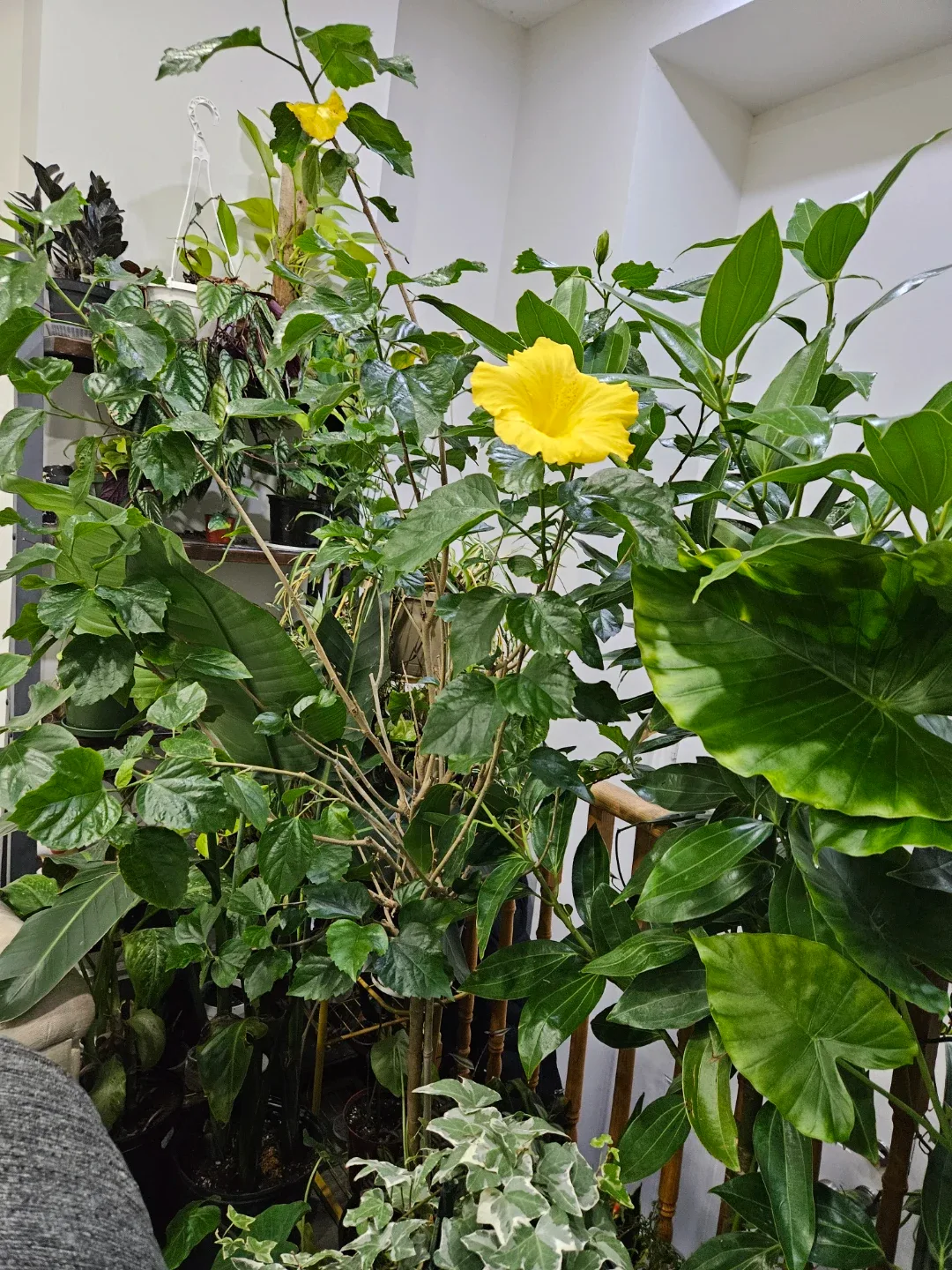 Hibiscus Plant with Yellow Flowers image indicator(4)