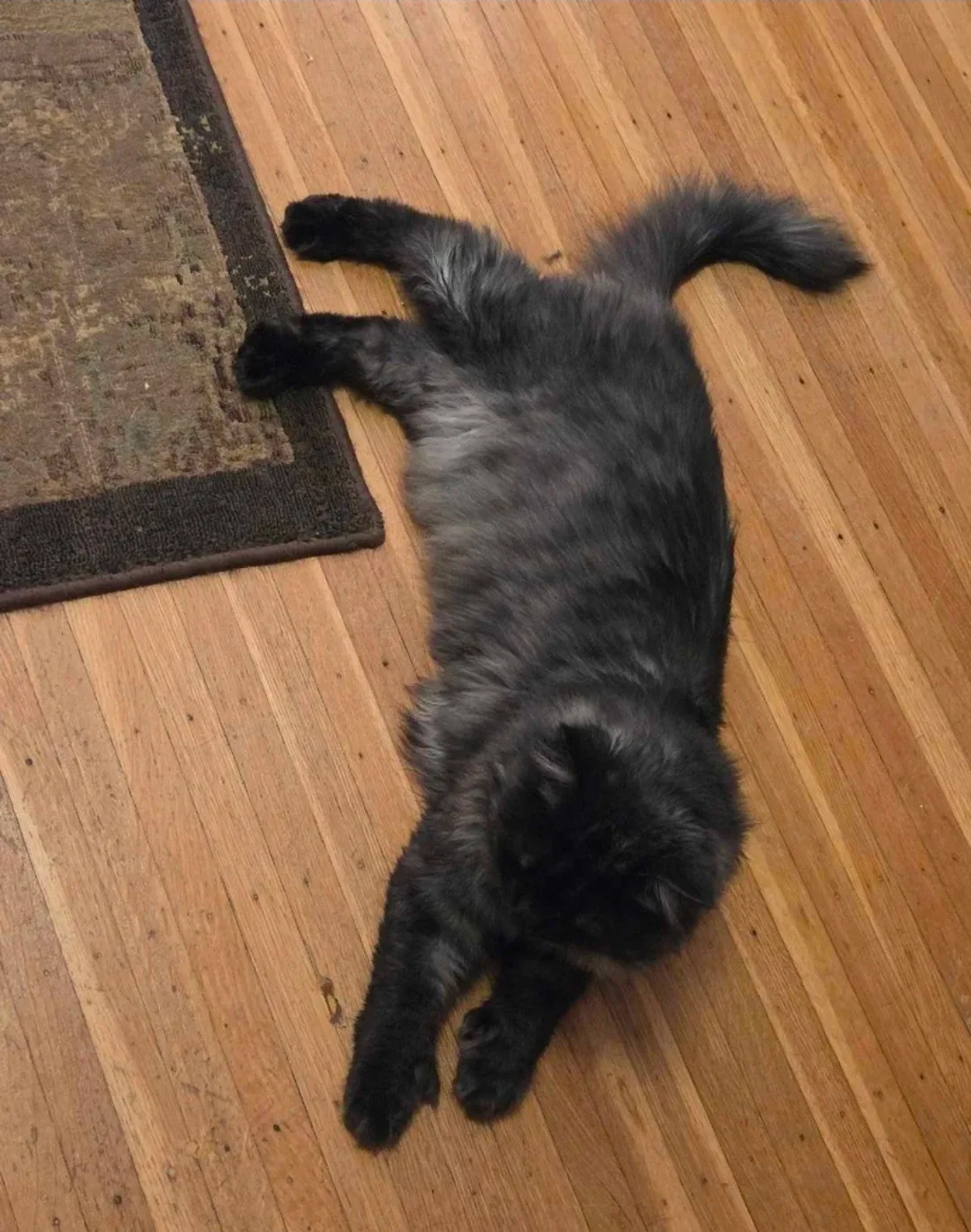 Mainecoon mix with accessories