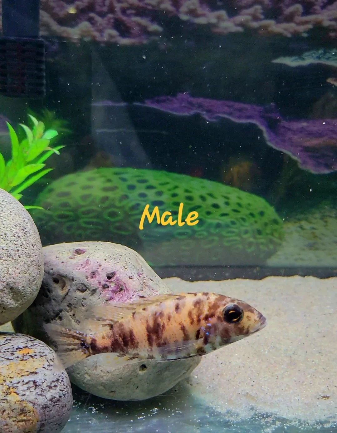 African Cichlids image indicator(7)