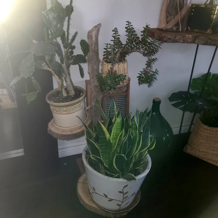 Handmade Wooden Plant Stand