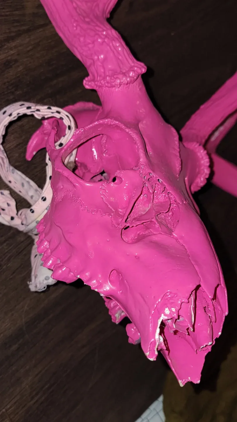 Hot pink painted real 10 pointer image indicator(2)