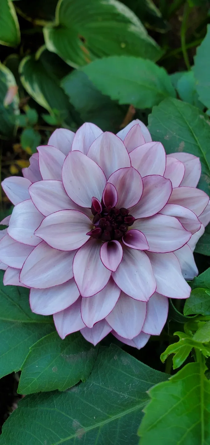 Dahlia roots thumbnail