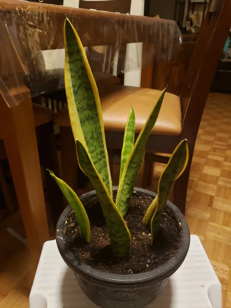 Snake Plant image indicator(2)