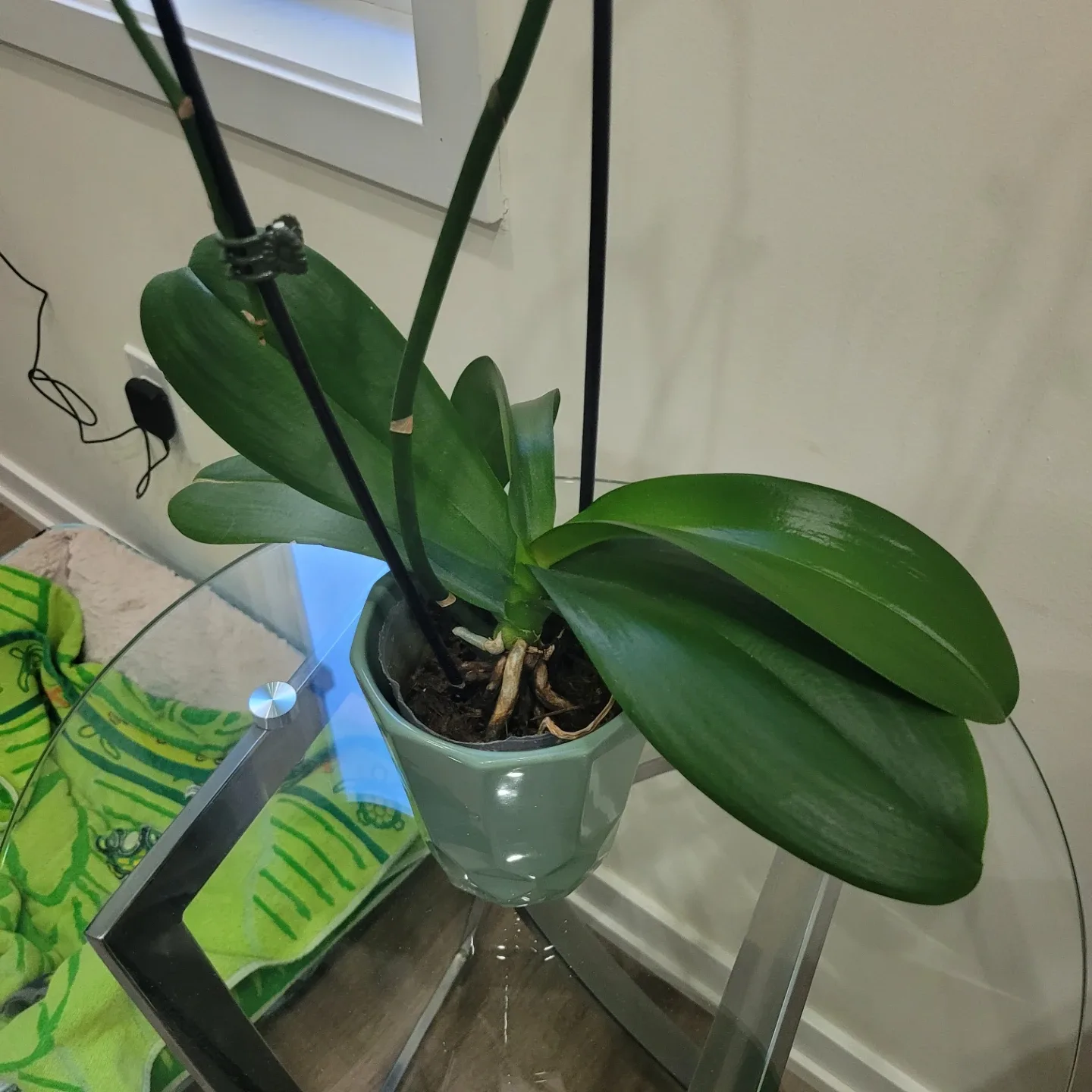 Orchid With Pot image indicator(2)