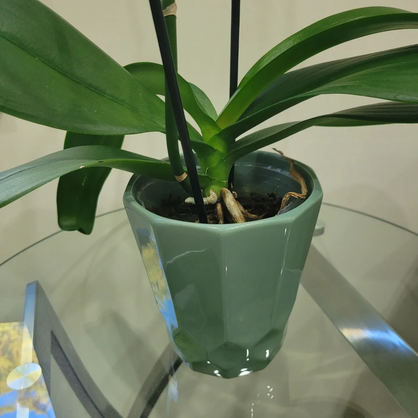 Orchid With Pot image indicator(3)
