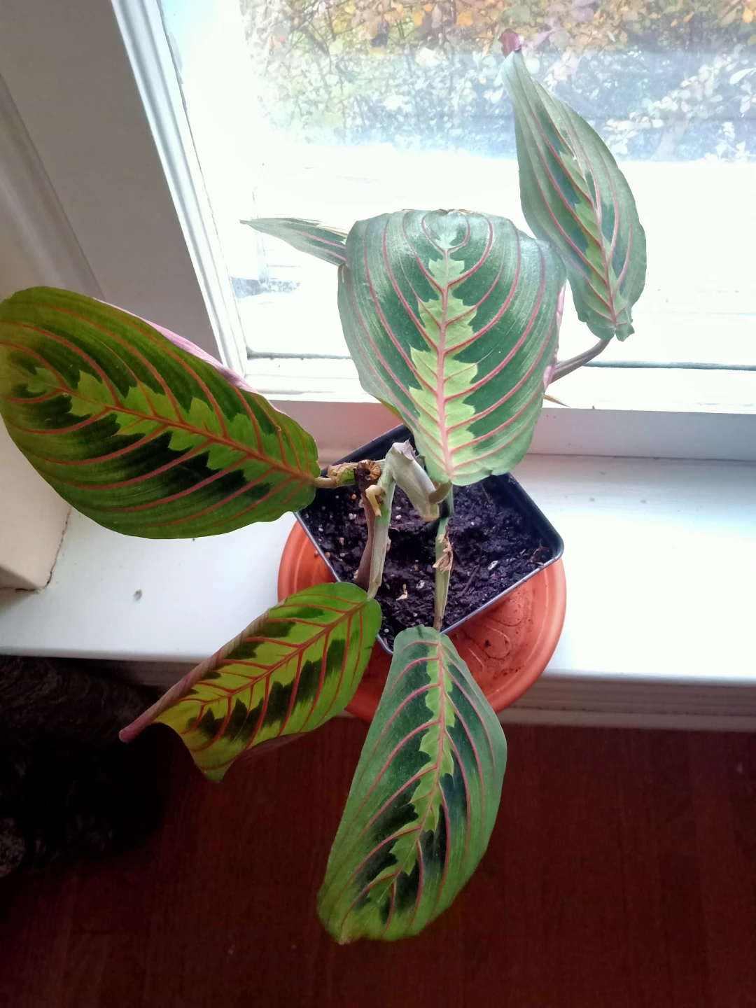 Prayer Plant Red