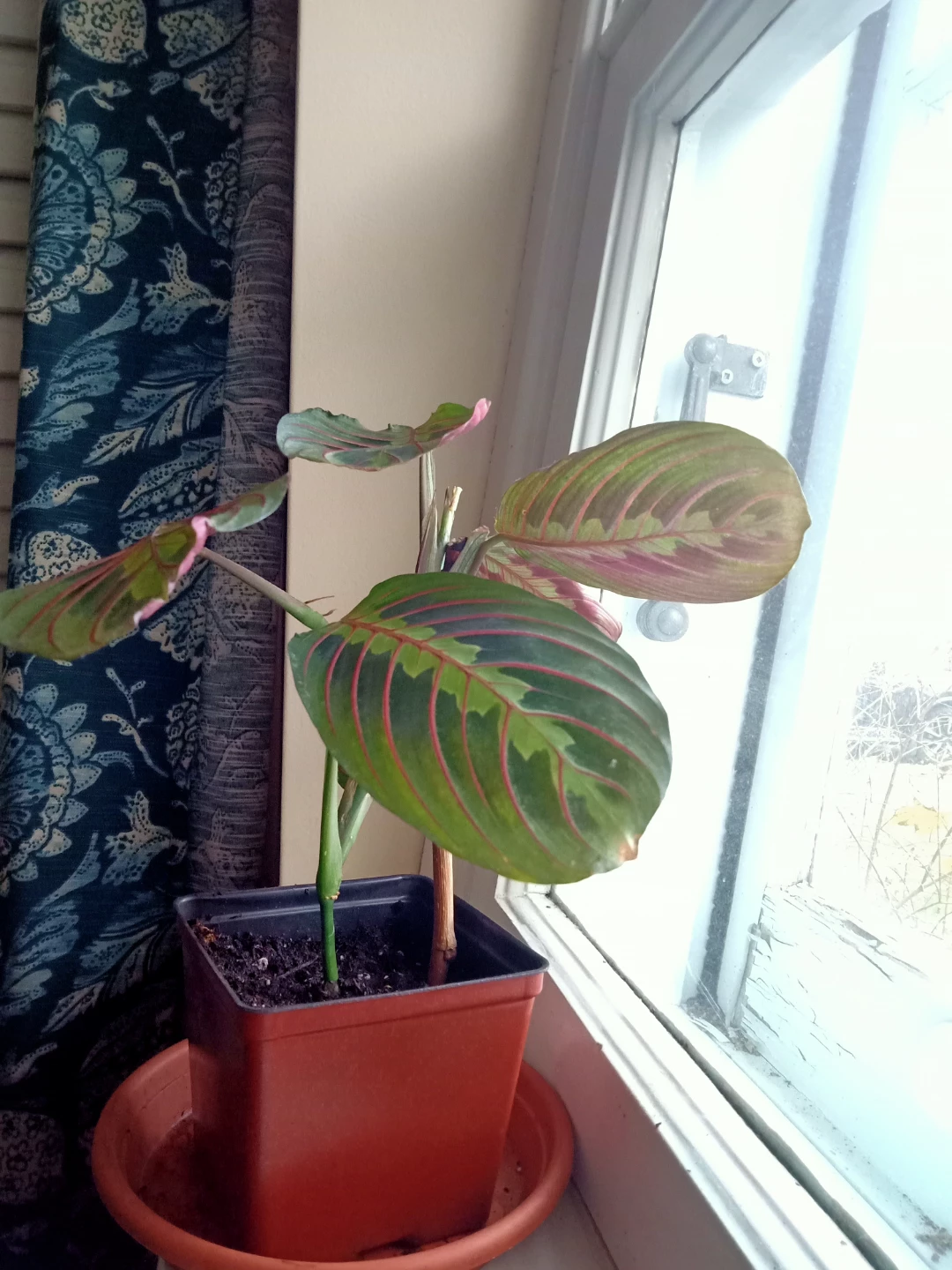 Prayer Plant Red - photo 2