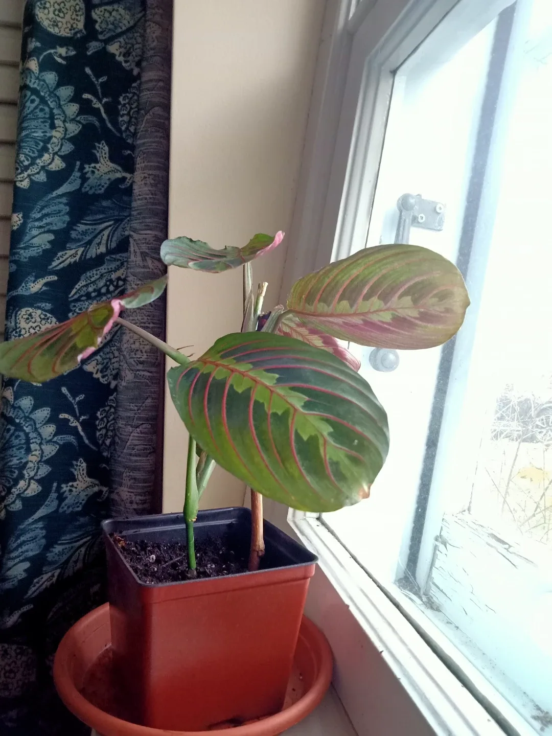 Prayer Plant Red image indicator(2)