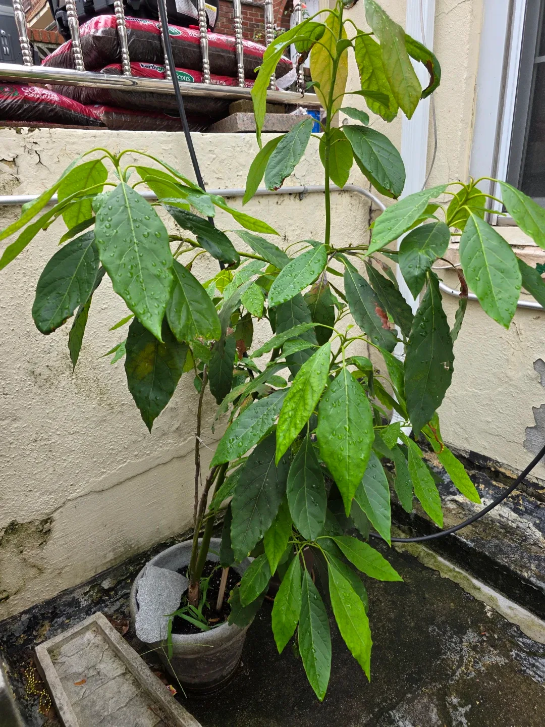 Abocado plant image indicator(2)