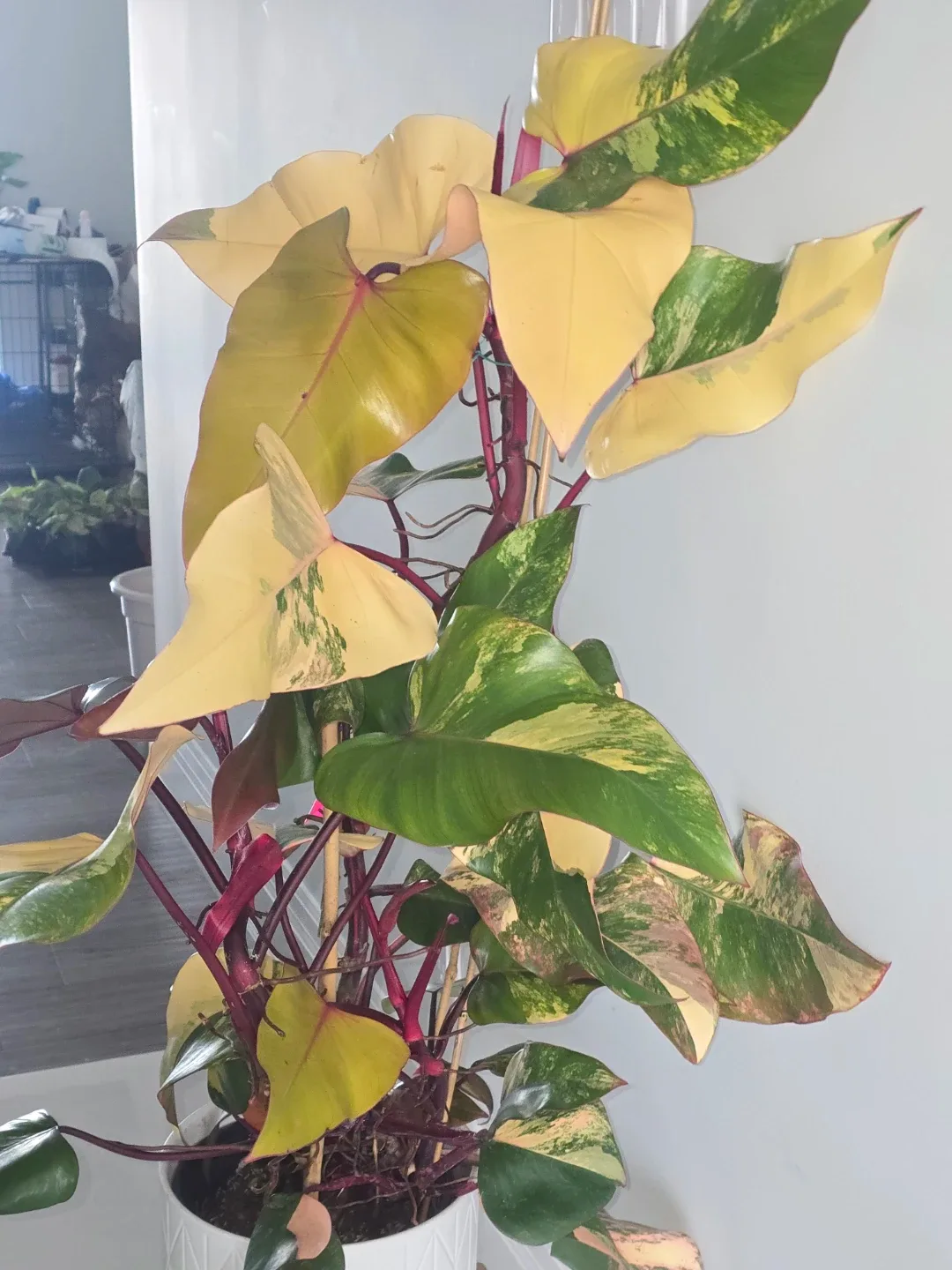 Philodendron  strawberry shake. Multiple plant pot image indicator(2)