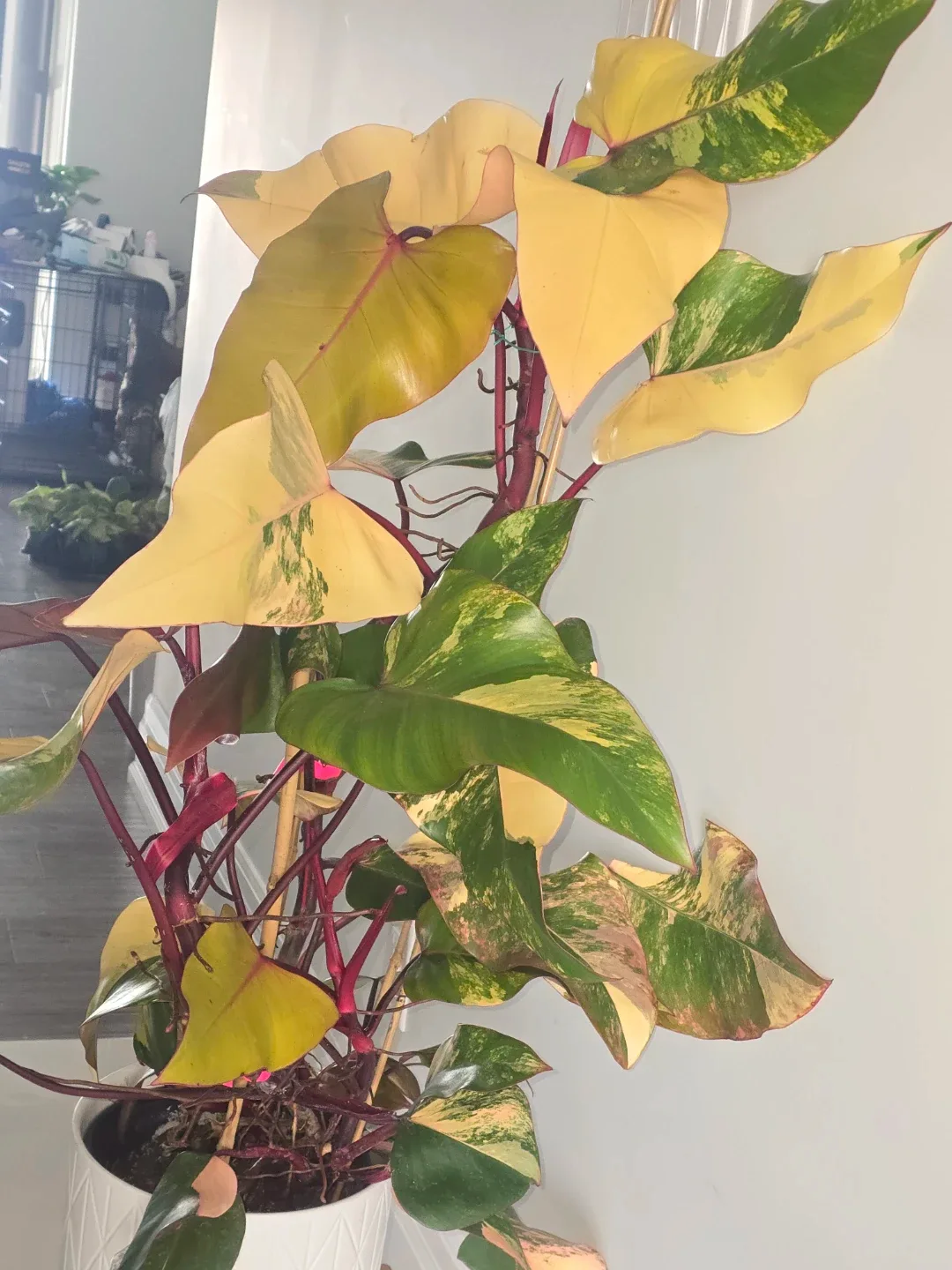 Philodendron  strawberry shake. Multiple plant pot image indicator(5)