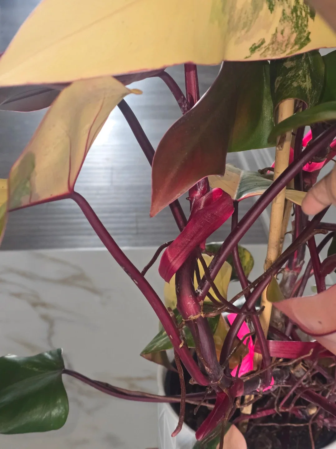 Philodendron  strawberry shake. Multiple plant pot image indicator(7)