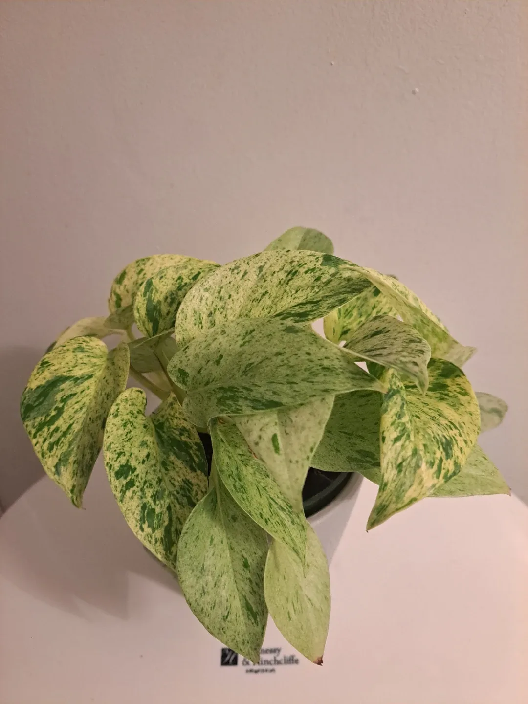 Snow Queen Pothos Plant image indicator(2)