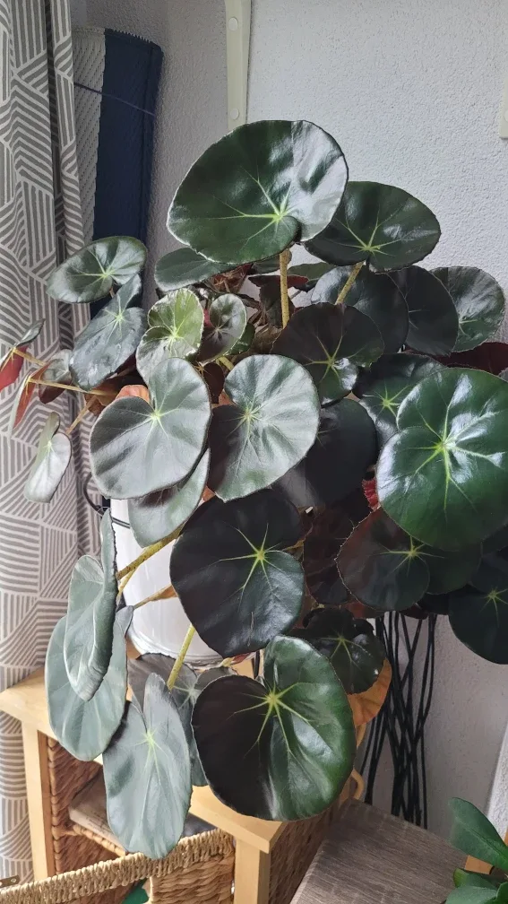 Begonia Plant( elephant ear)