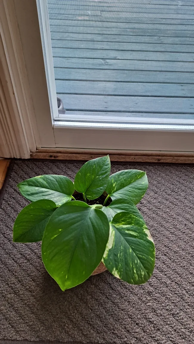 Pothos Plant