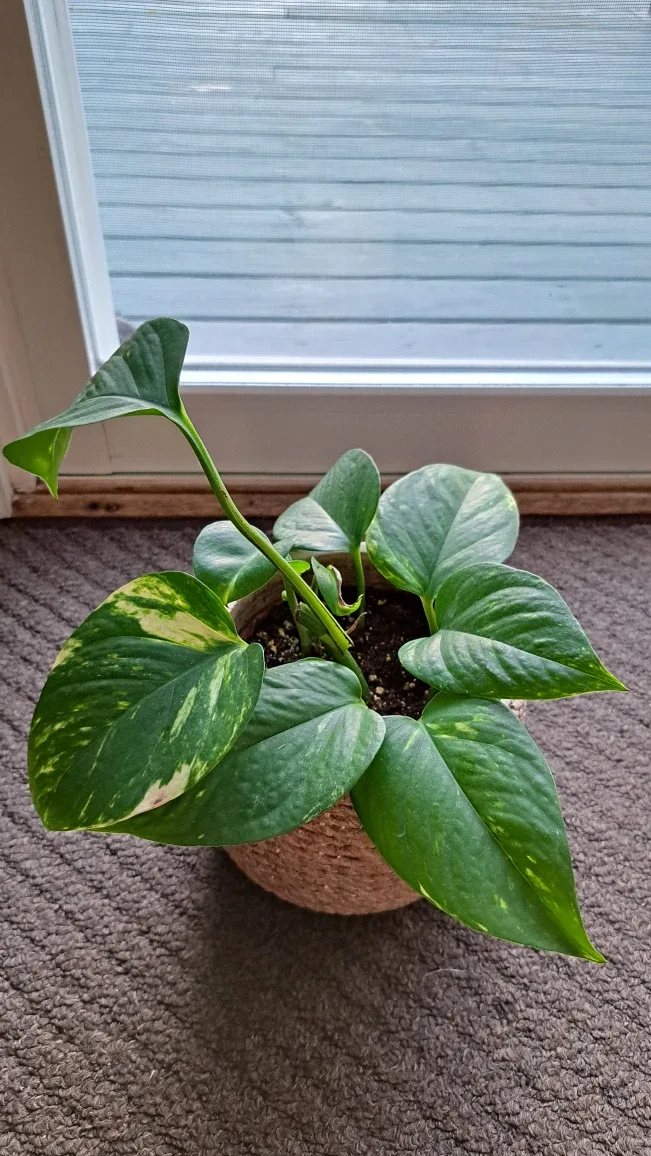 Pothos Plant image indicator(2)