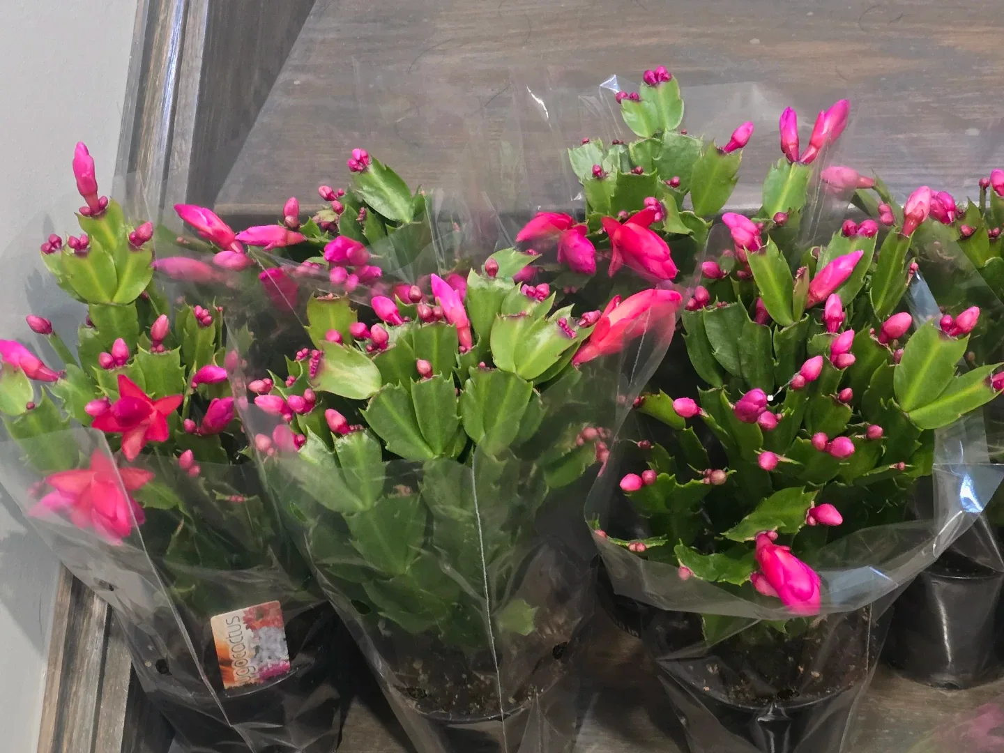 Christmas Cactus Plant. image indicator(2)