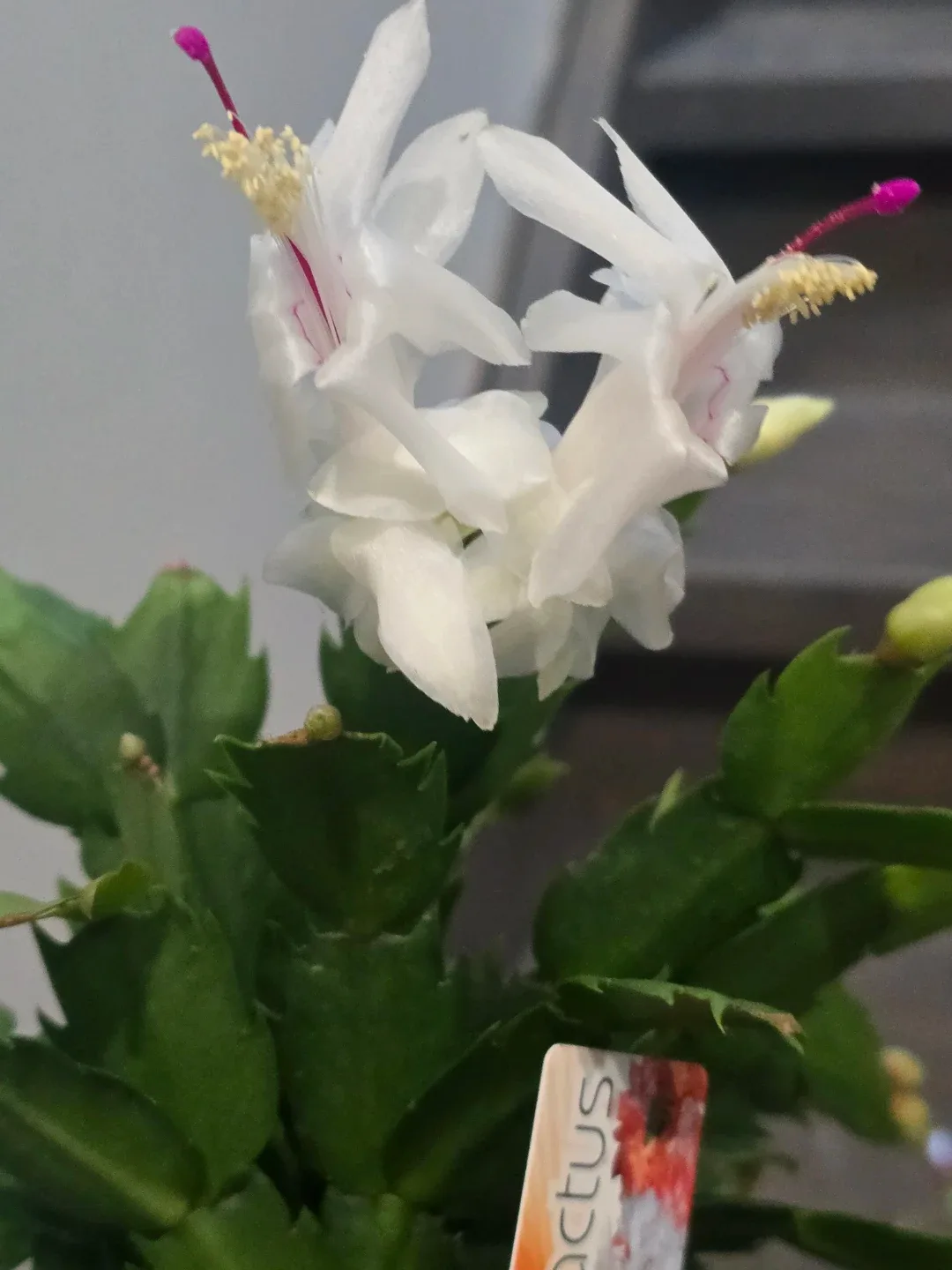 Christmas Cactus Plant. image indicator(3)