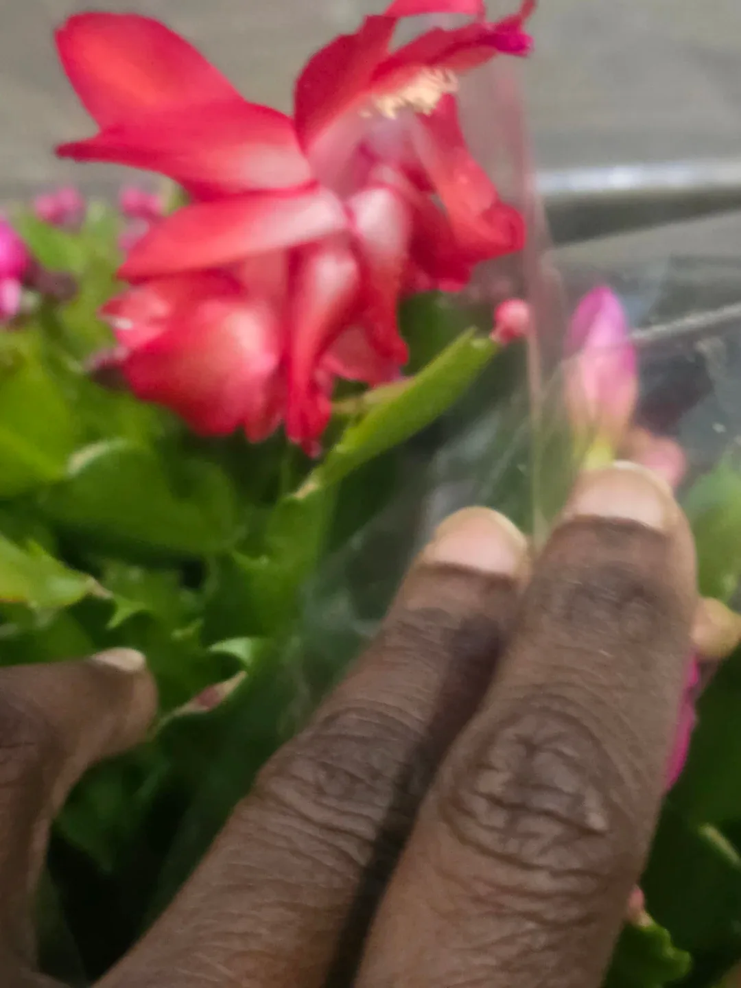 Christmas Cactus Plant. image indicator(4)