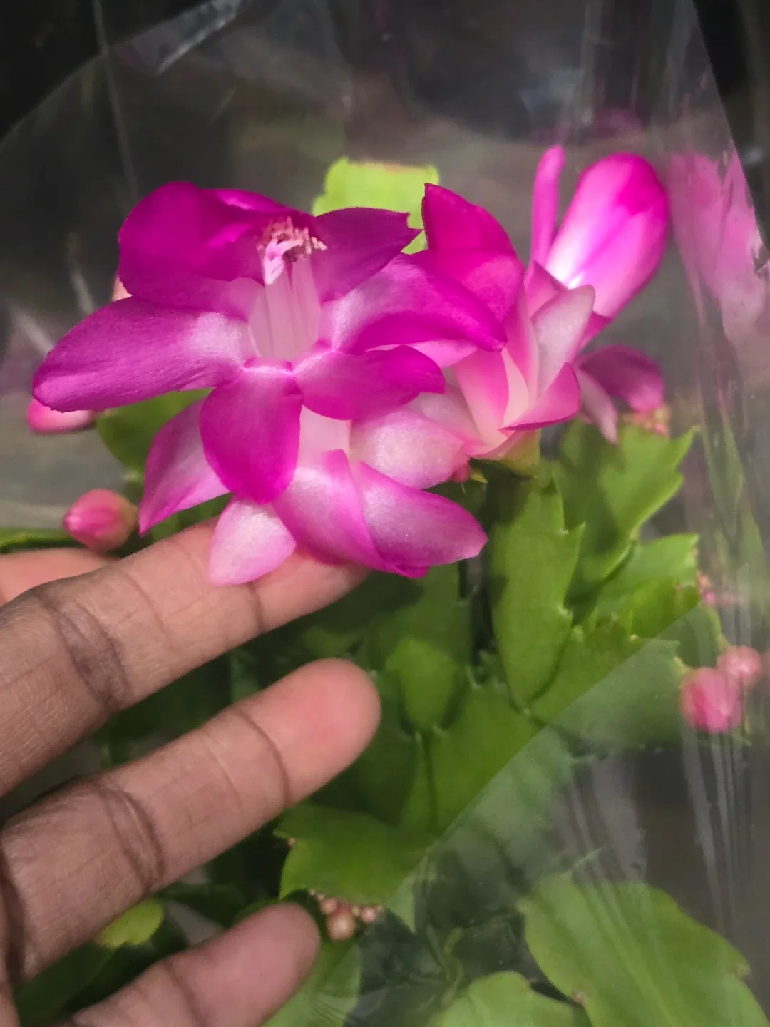 Christmas Cactus Plant. image indicator(5)