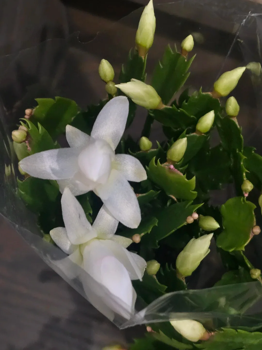 Christmas Cactus Plant. image indicator(6)