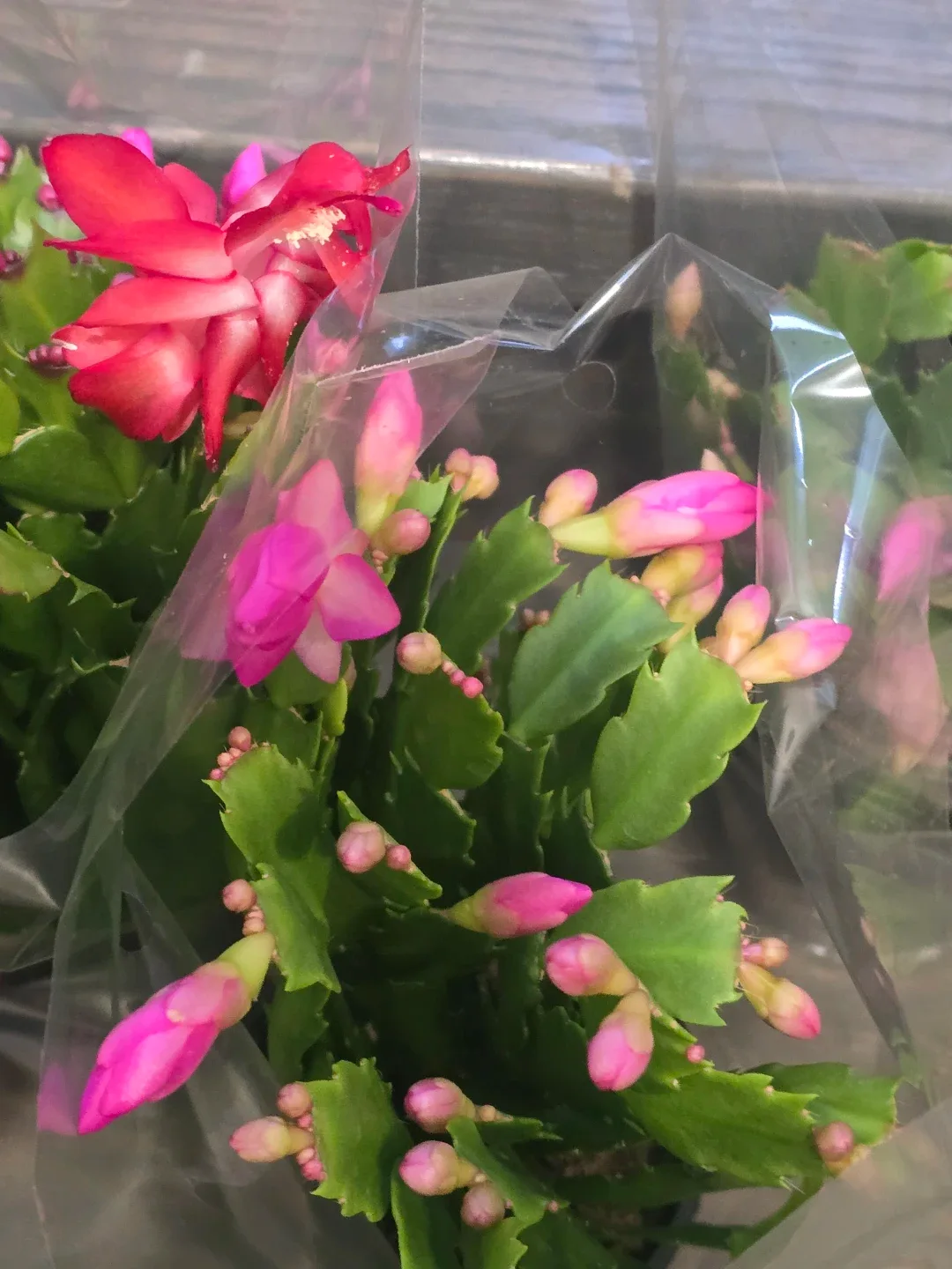 Christmas Cactus Plant. image indicator(7)
