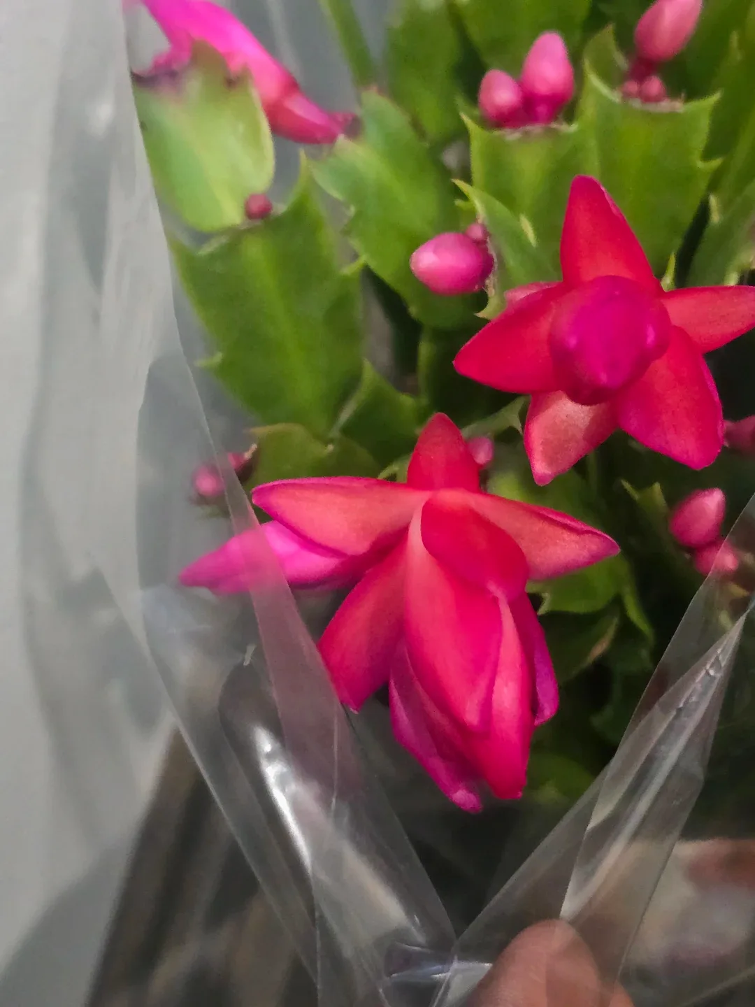 Christmas Cactus Plant. image indicator(8)