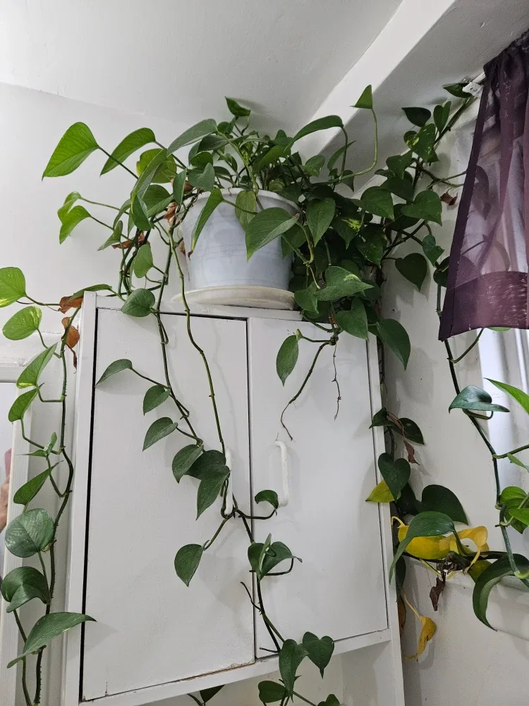 comment article thumbnail