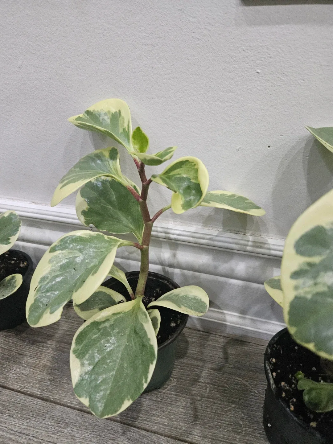 Variegated Peperomia Obtusifolia Plant image indicator(2)