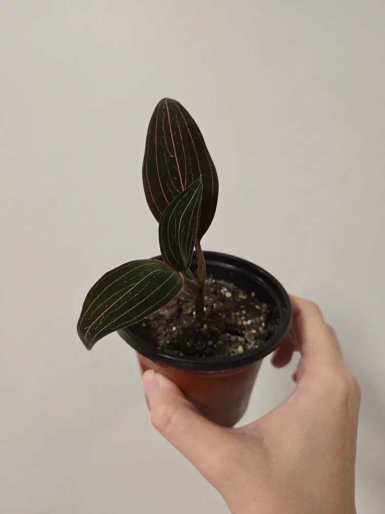 Jewel Orchid Plant, Ludisia discolor in 3.5"pot