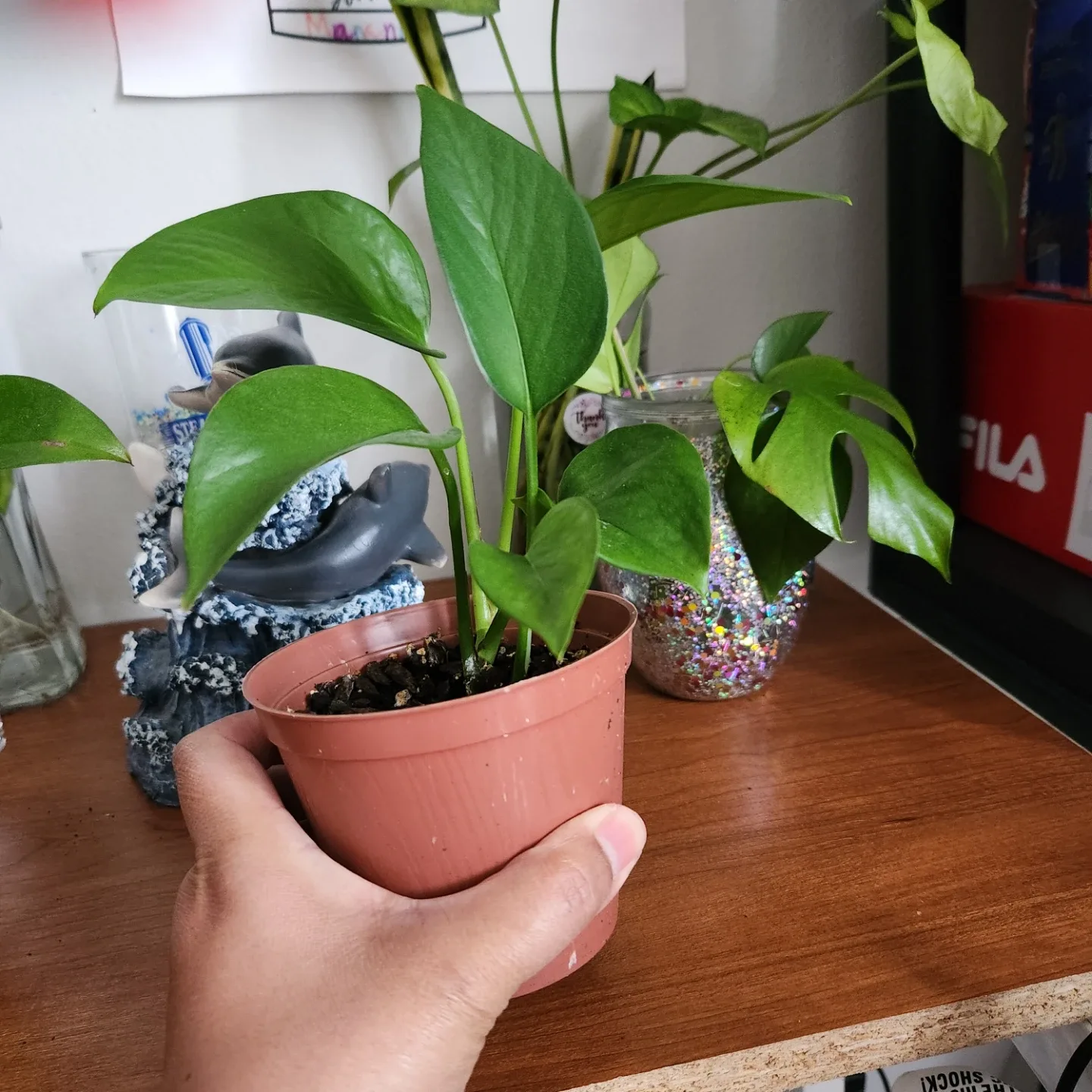 Pothos Plant in Brown Pot image indicator(2)