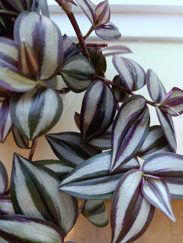 Tradescantia Zebrina Plant - photo 2