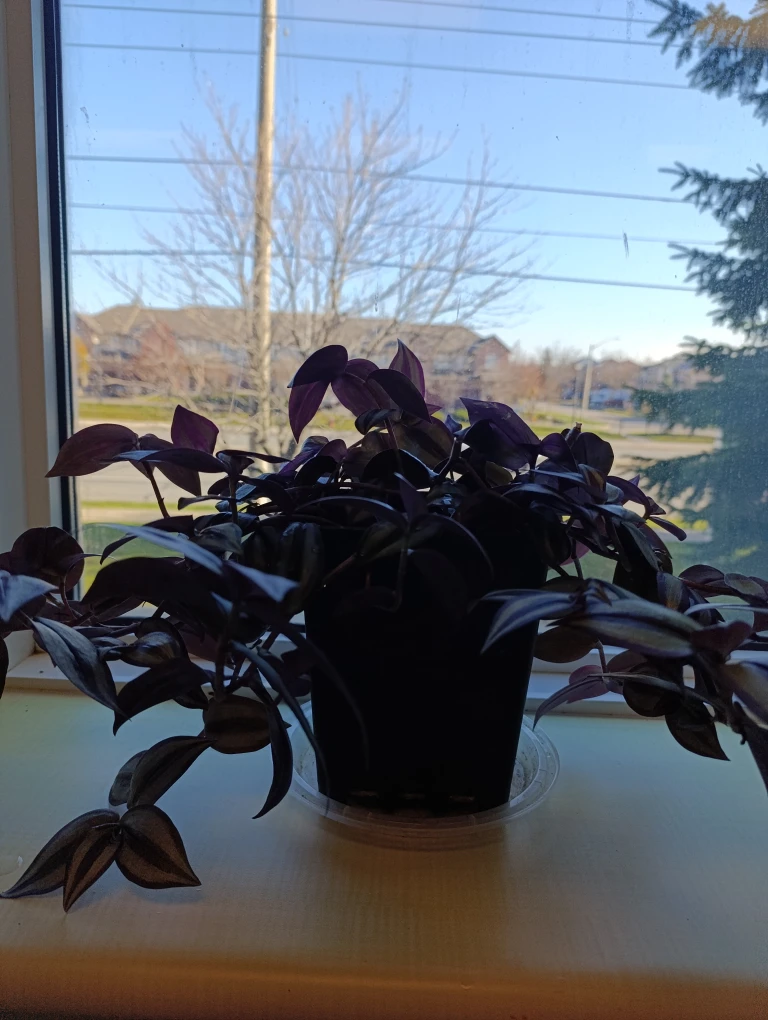Tradescantia Zebrina Plant - photo 3