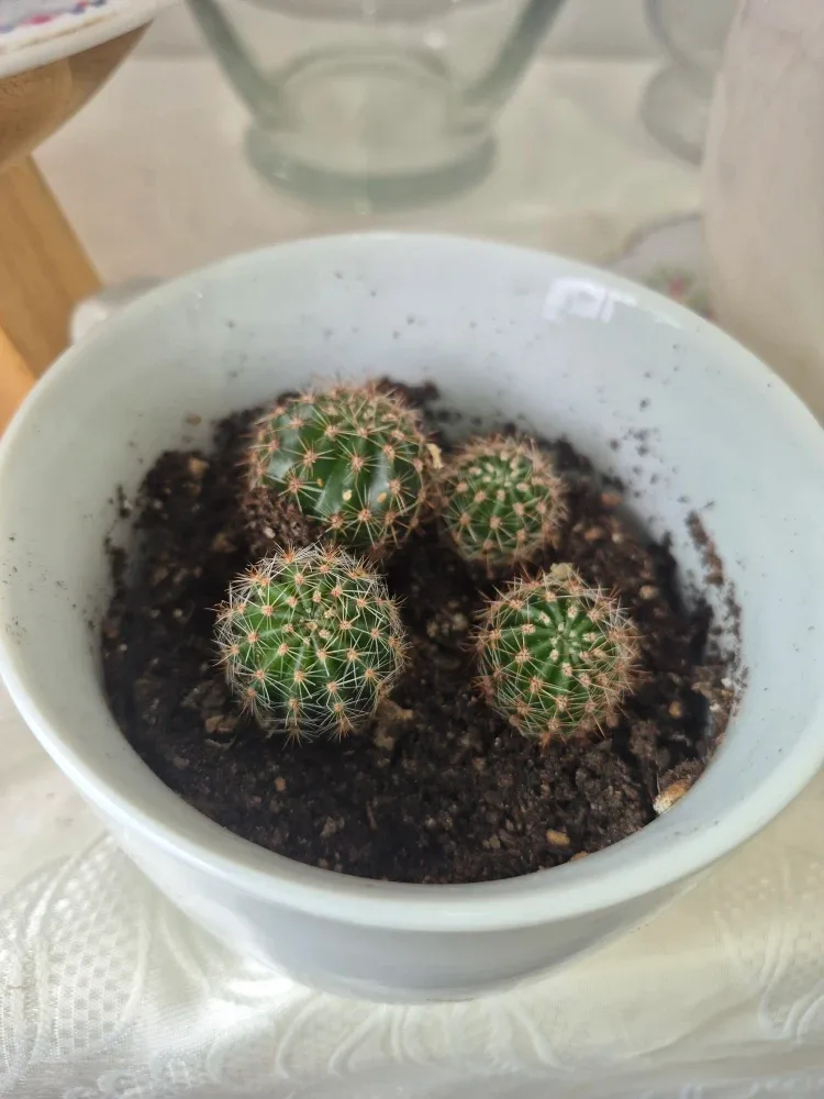 Cactus Plant in White Pot
