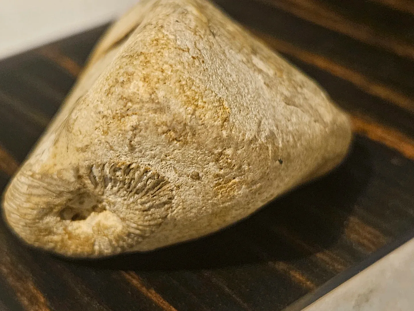 Fossil stone image indicator(10)