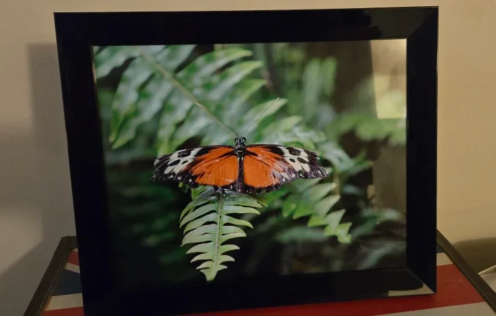 Framed Butterfly Picture