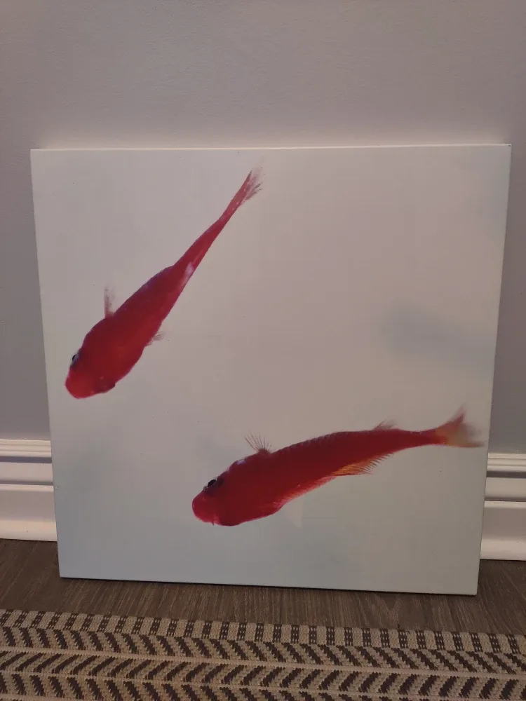 Fish Wall Art - 19.5 x 19.5 inches image indicator(2)