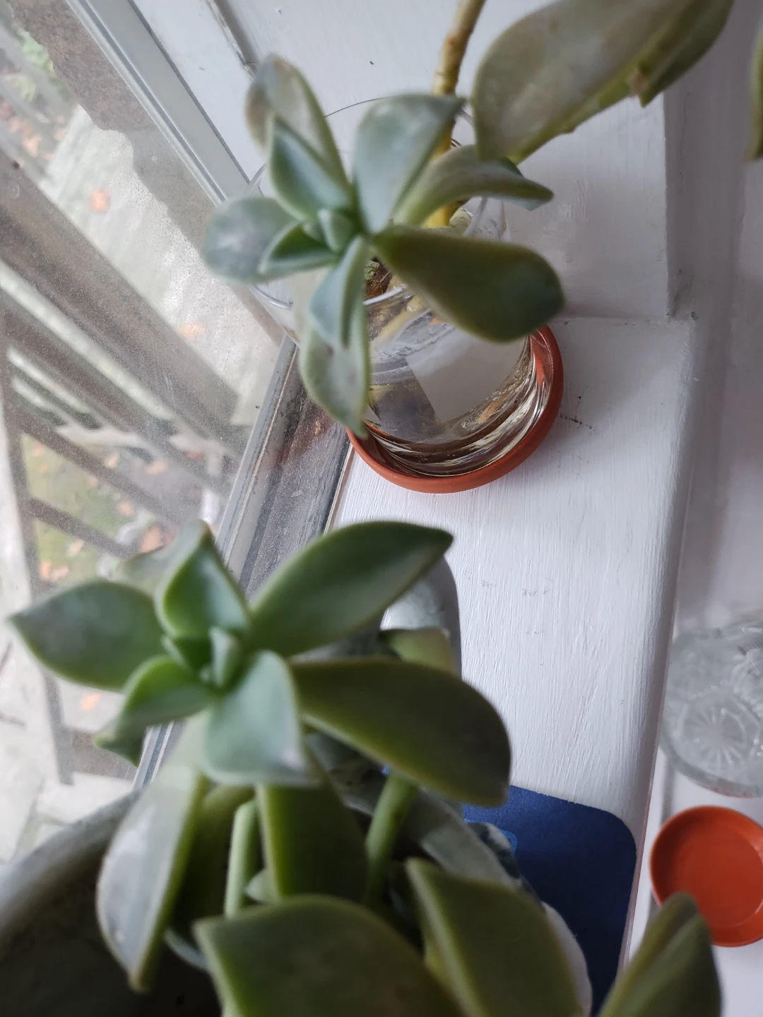 🥕Free Succulent - photo 3