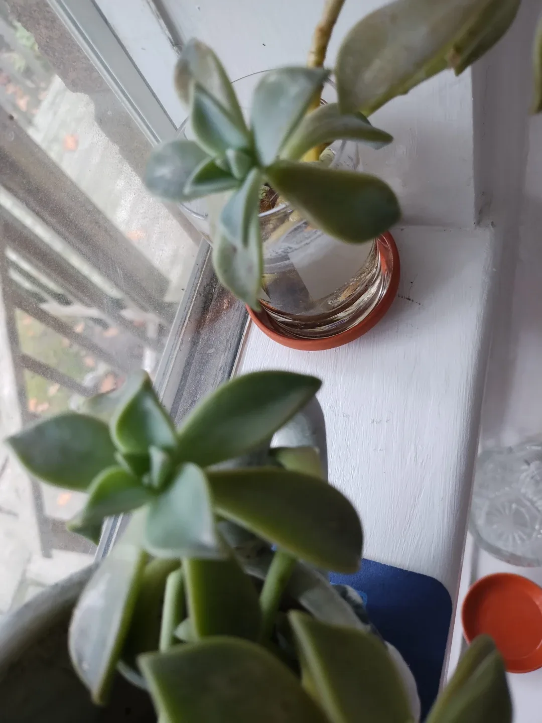 🥕Free Succulent image indicator(3)