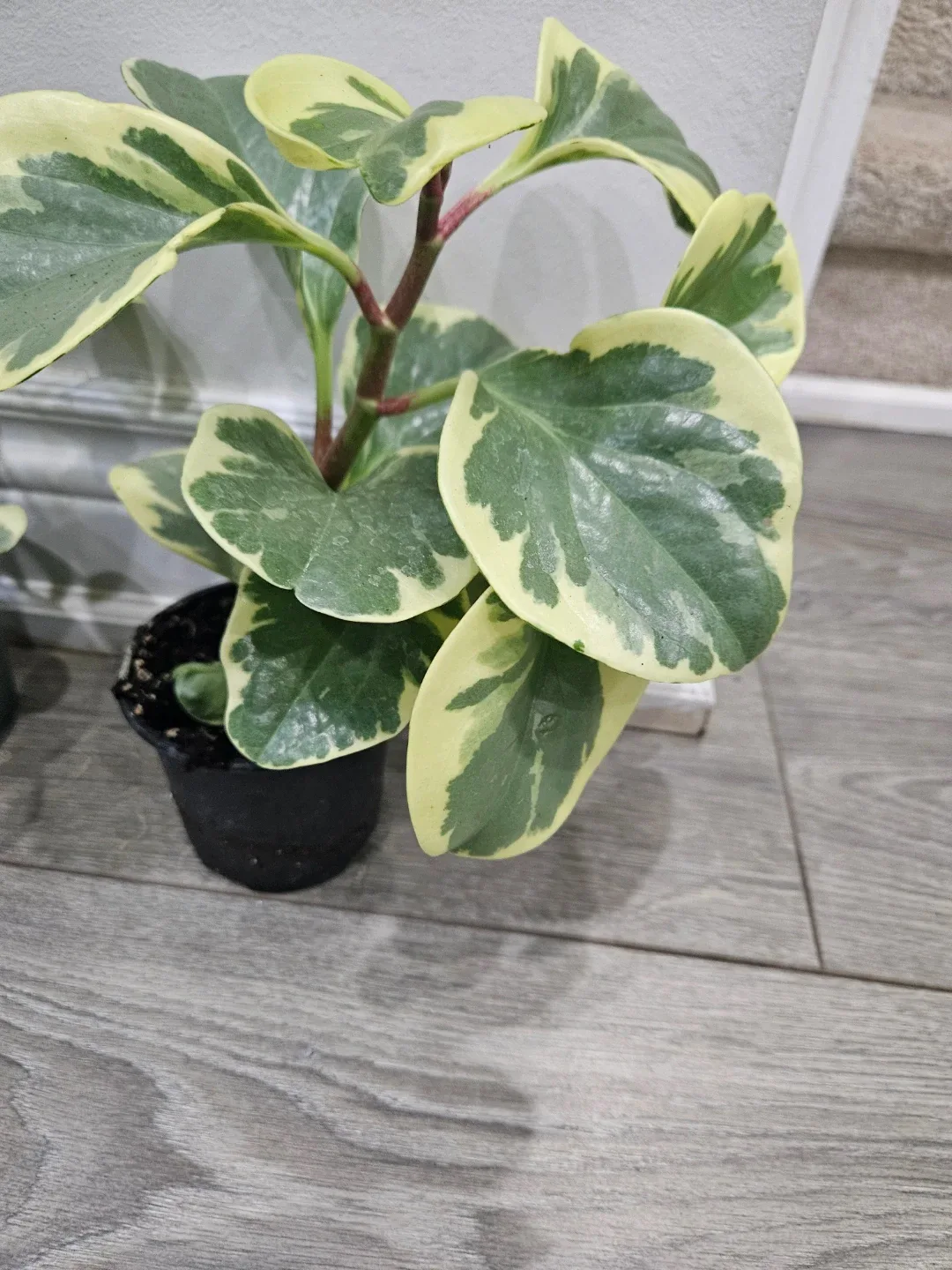 Variegated Peperomia Obtusifolia Plant image indicator(3)